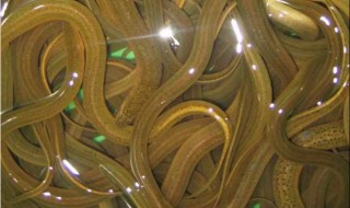 如何养好宠物鳝鱼 鳝鱼怎么家养