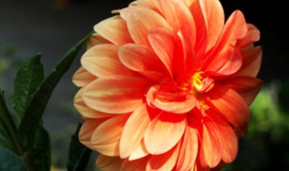 如何可养好月季花 如何才能养好月季花