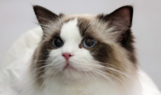 家庭如何养好猫咪 家庭怎样才能养好猫?