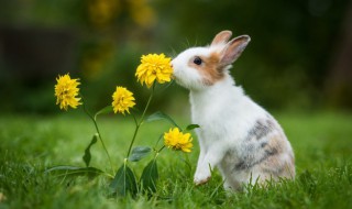 秋季如何养好种兔 怎么才能养好种兔