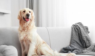 如何养好串串拉布拉多(拉布拉多串串狗的缺点)