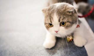 如何用最少的钱养好猫（养猫怎么节省钱）