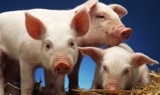 猪的身体哪个部位是死肉 猪身上哪块肉