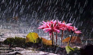 杭州梅雨季节是什么时间（杭州梅雨季节是什么时候）