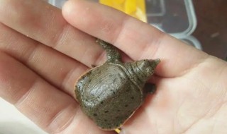 家里养甲鱼怎么养 怎么在家里养甲鱼