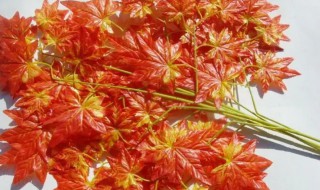 植物叶子像枫叶的观叶植物是什么 枫叶像什么 植物