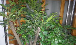 小叶紫檀怎么养殖方法和注意事项 小叶紫檀怎么养殖方法和注意事项图片