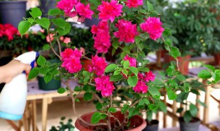 花叶三角梅的养殖方法和注意事项 花叶三角梅的养殖方法和注意事项视频