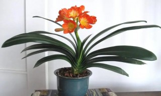 君子兰盆栽的养殖方法和注意事项（君子兰盆栽的养殖方法和注意事项视频）