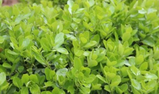 小叶黄杨的养殖方法和注意事项 黄杨树怎么养殖方法