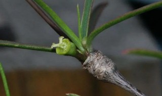 柳麒麟扦插繁殖方法 麒麟花扦插繁殖方法