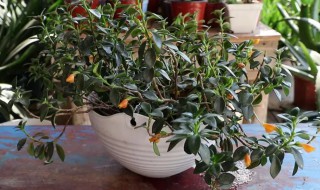 金鱼花的养殖方法及注意事项（小金鱼花的养殖方法和注意事项）