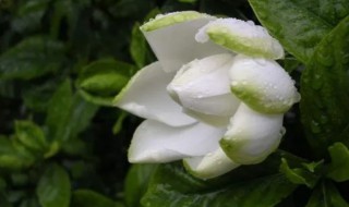 栀子花的特点 栀子花的特点描写片段