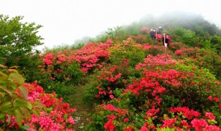 映山红是杜鹃花吗 杜鹃花与映山红是一种植物吗