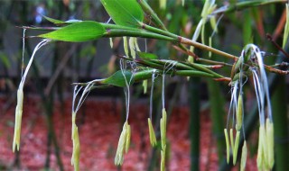 家里竹子开花怎么破 家里的竹子开花怎么办