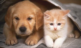 下雨天狗狗淋雨会怎样(狗狗会淋雨吗)