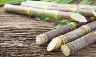 甘蔗种子几月份催芽（甘蔗种子什么时候开始种）