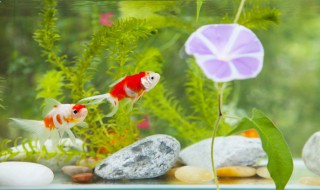 底滤鱼缸多久换水（底滤鱼缸需要换水吗）