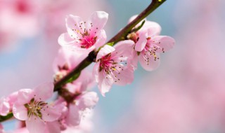 桃花的介绍（桃花的介绍桃花的特点）