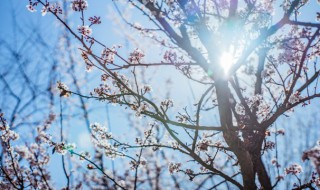 梅花的介绍 梅花的介绍与精神品质