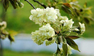绿樱花的介绍 绿叶樱花是绿樱吗
