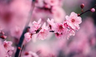 梅花介绍 梅花介绍40字左右?