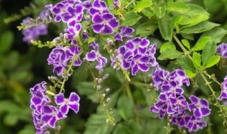 蕾丝金露花能放室内吗（蕾丝金露不适合室内养吗）