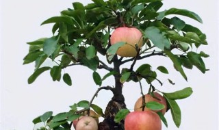 山东怎么种苹果树 山东种植苹果吗