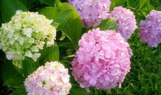 洋绣球花适合放室内吗（绣球花适合放室内吗?）