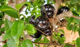 四季嘉宝果树地栽怎么种(四季嘉宝果树苗)