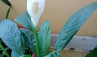 白盏花适合放室内吗(白盏怎么养)