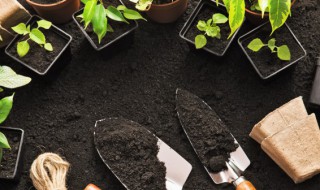 果树怎么种才不结果（有什么办法让果树不结果）