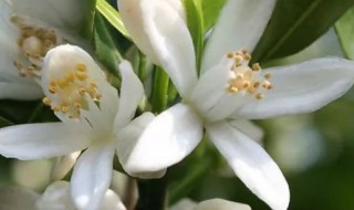 橘子花可以放室内养吗 室内养栀子花好吗