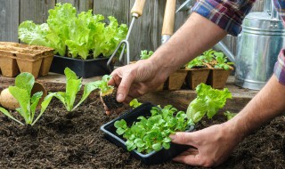 苹果树下种菜怎么种（苹果树怎么栽种）