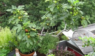 阳台种无花果树怎么养 无花果树能室内阳台种植吗