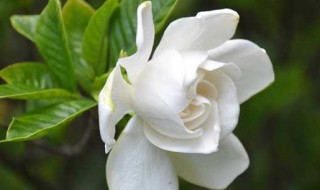 栀子花可以放室内吗 栀子花可以放室内吗?