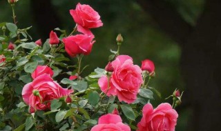 室内什么花好看又好养 室内什么花好看又好养活