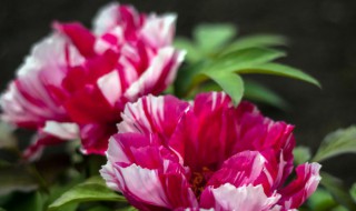 适合养在室内的花（适合养在室内的花卉）