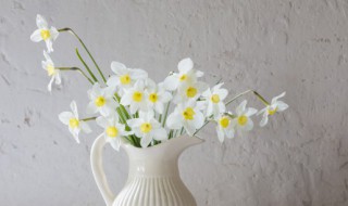 秋天室内养什么花（秋天室内养什么花比较旺财）