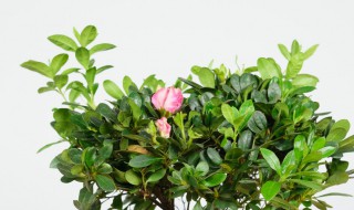 杜鹃花有毒吗能养室内（杜鹃花有毒吗能养室内孕妇）