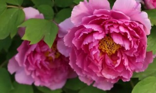 芍药花适合在室内养吗（芍药花能室内盆栽吗?）