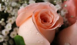 玫瑰花可以在室内养吗（玫瑰花能放在室内养吗）