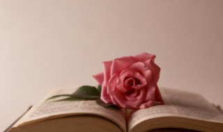 月季花室内可以养吗（室内能养月季花吗?）