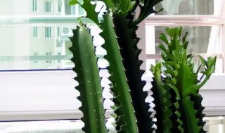 龙骨花适合放在室内吗 龙骨花可以放在卧室里吗