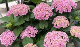 绣球花能在室内养吗（绣球花是否可以室内养）