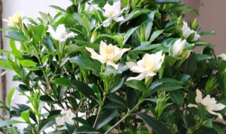 栀子花能放室内吗（怀孕栀子花能放室内吗）