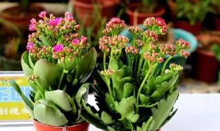 长寿花可以放室内吗 长寿花可不可以放在室内