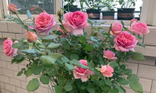 室内可以养月季花吗（室内可以养月季花吗?）