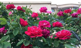 立夏后月季怎么修剪（夏天如何修剪月季）