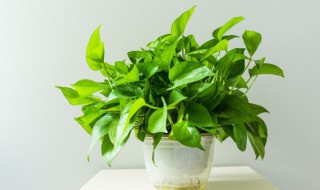 室内能养什么花（室内能养什么花?）